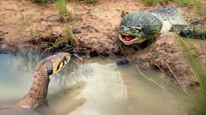 Эта Лягушка-Монстр Сожрёт Что Угодно! Африканская Лягушка-Бык в Действии!