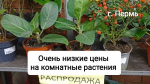Очень низкие цены на комнатные растения