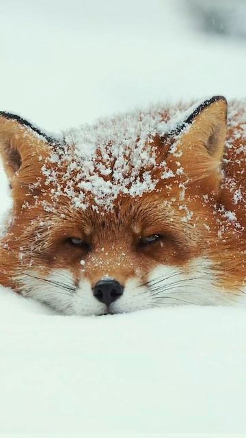 Beautiful fox 😍 ❤ смотреть онлайн