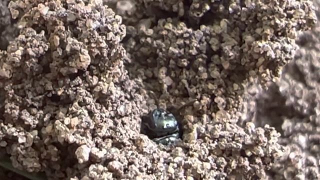 Metallic Sweat Bee (Genus Lasioglossum - Subgenus Dialictus) Constructs a Subterranean Sand House смотреть онлайн