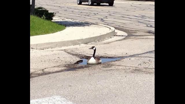 Crazy Funny Animals, Cute Little Pets & The Weirdest Animal Photos смотреть онлайн