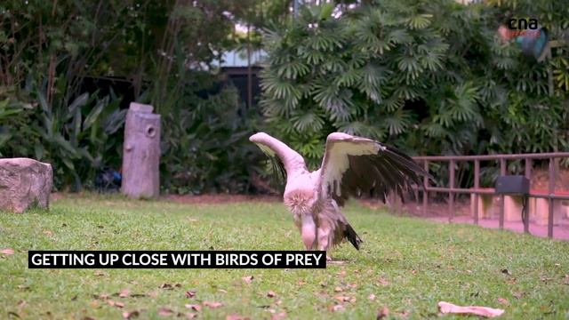 Glamping with flamingos at Jurong Bird Park смотреть онлайн