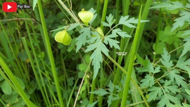 MANFAAT PARIA GUNUNG TUK KESEHATAN ‼️ Cardiospermum halicacabum #pariagunung lesser balloon vine смотреть онлайн