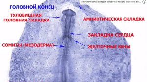 Сазонов С.В. Лекция №2. Общая эмбриология