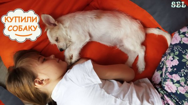Софи Подарили Щенка ПЕРВЫЙ ДЕНЬ ДОМА Реакция Первая встреча
