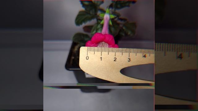 Минисиннингии