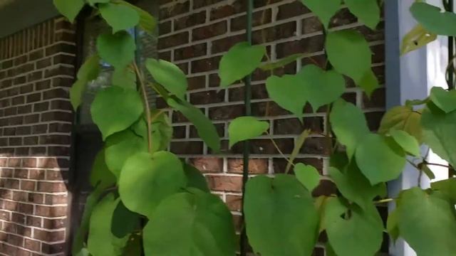 KIWI PLANTS MALE & FEMALE смотреть онлайн