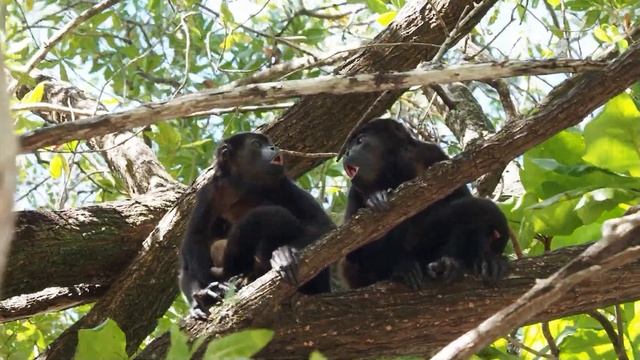 Adventures in Costa Rica for nature-lovers and divers смотреть онлайн