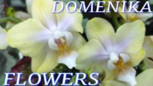 №1021/ОРХИДЕИ и комнатные РАСТЕНИЯ в с/ц DOMENIKA FLOWERS смотреть онлайн