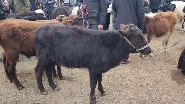 Bog'dod Chorva Bozor Narxlari | Molbozor 2024