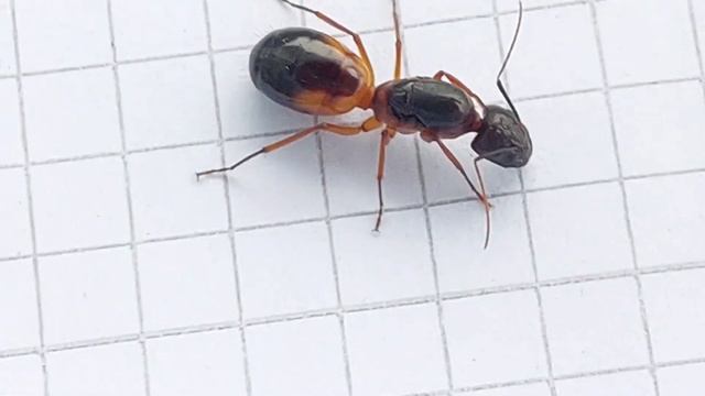 Camponotus sanctus (Turkey) 19.05.2023 смотреть онлайн