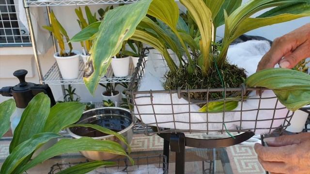 MONSTER STANHOPEA | Part 2 | New Basket for Optimal Stanhopea Growth Inorganic Moss #ninjaorchids смотреть онлайн