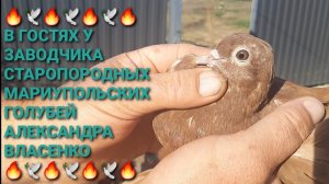 🔥🔥🔥 В гостях у заводчика старопородных мариупольских голубей Александра Власенко. Смотрим голубей