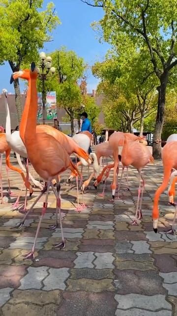 Unique Flamingo #shorts смотреть онлайн