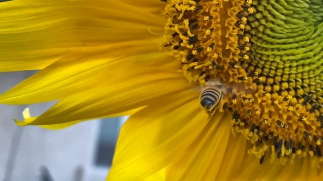 Honey Bee Clearly Filling Pollen Baskets on Legs! смотреть онлайн