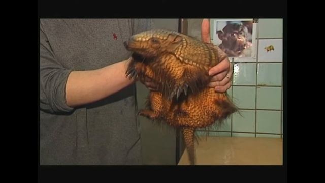 Chaetophractus villosus - Волохатий броненосець – Вig (Larger) hairy armadillo смотреть онлайн