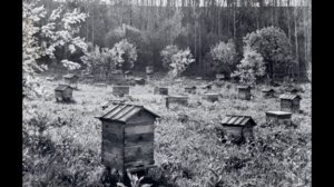 Как пчёлы солдат защитили