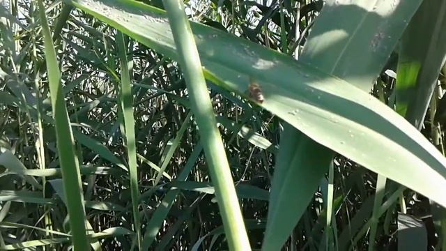 Бджоли збирають падевий мед з попелюхи на очереті смотреть онлайн