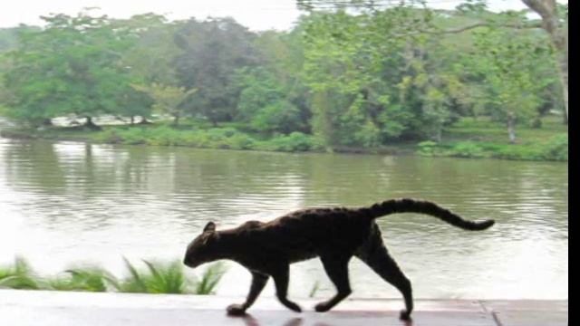 Ocelote en Rio San Juan, Nicaragua y cancion "Antes del Puente" Karla Lara, Honduras. смотреть онлайн