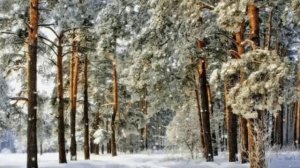 Анатолий Кулагин - А Жаль