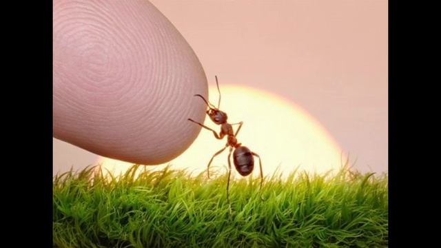 Виктор Ростокин. Я уступил дорогу муравью смотреть онлайн