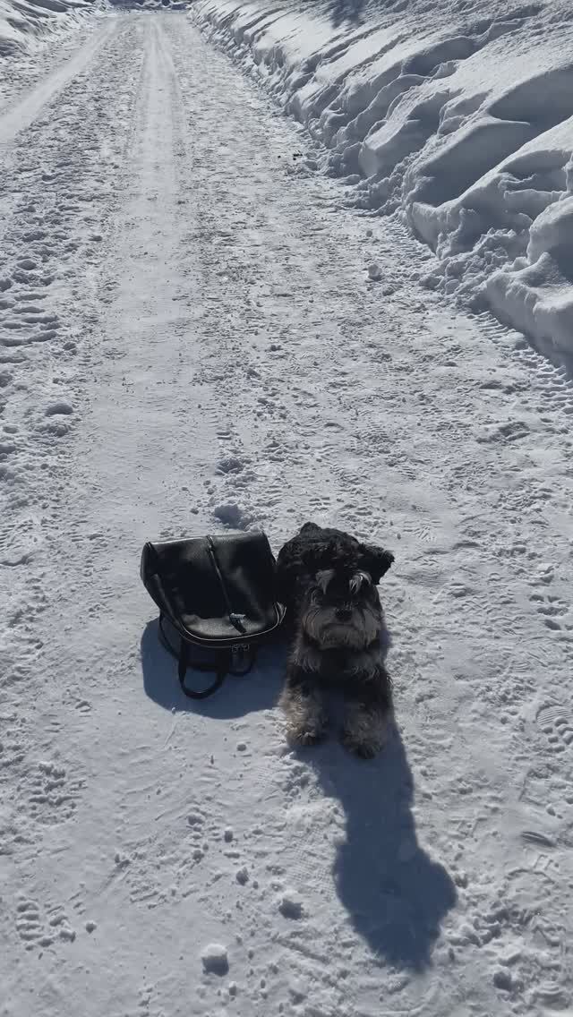 Цвергшнауцер#дрессировка смотреть онлайн