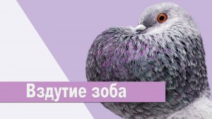 Вздутие зоба у голубей