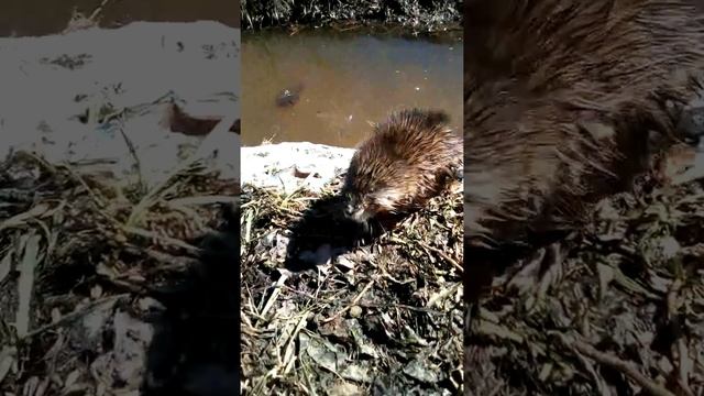 Андатра смотреть онлайн