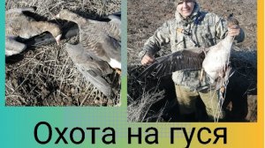 Охота на гуся