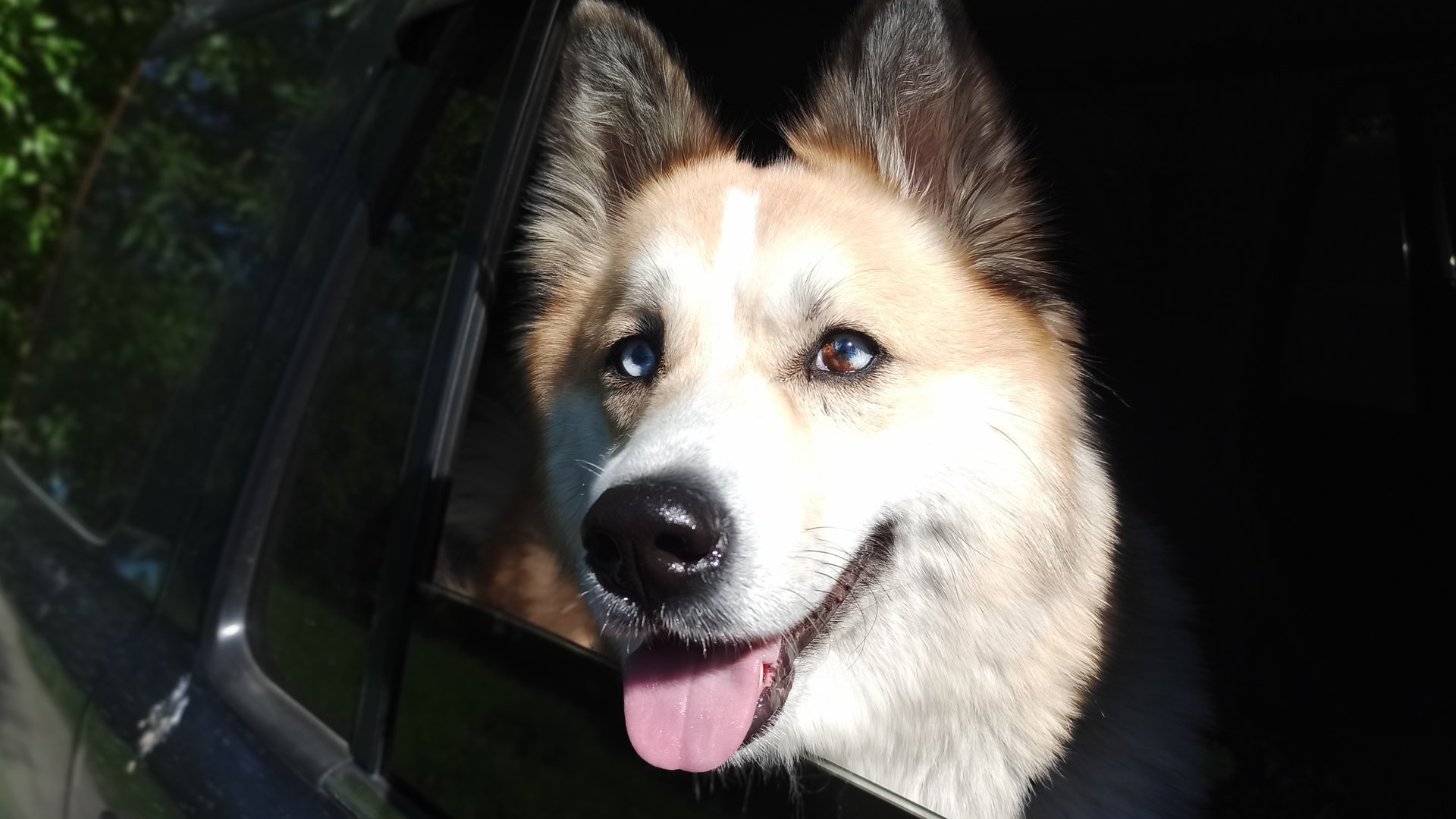 Когда взял собаку в гараж