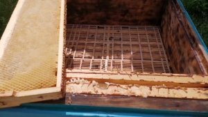 Пчелы. Период основного медосбора, ставим разделительную ганемановскую решетку и магазин  в  улей.