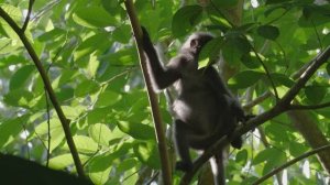 "Тропики"
9 серия - Очарование живой природы