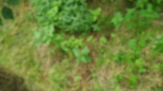 Cherrycot - Apricot / Cherry Hybrid (Prunus Pumila Var Besseyi X P. Armeniaca)