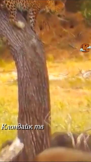 Леопард утащил поросёнка у кабанов. смотреть онлайн