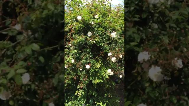 David Austin rose Adelaide D'Orleans смотреть онлайн