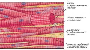 Сазонов С.В. Лекция по гистологии № 7в. Мышечные ткани: сердечная, гладкая, мионейральная, миоэпител