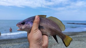 Рыбалка на Черном море - Адлер