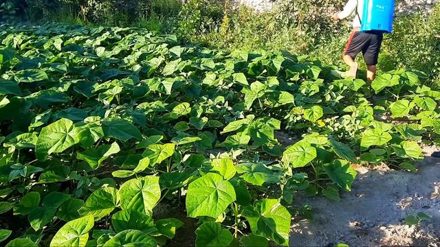 Павловния дархтига зарарли хашорот тушди фойдали маслахатлар .. смотреть онлайн