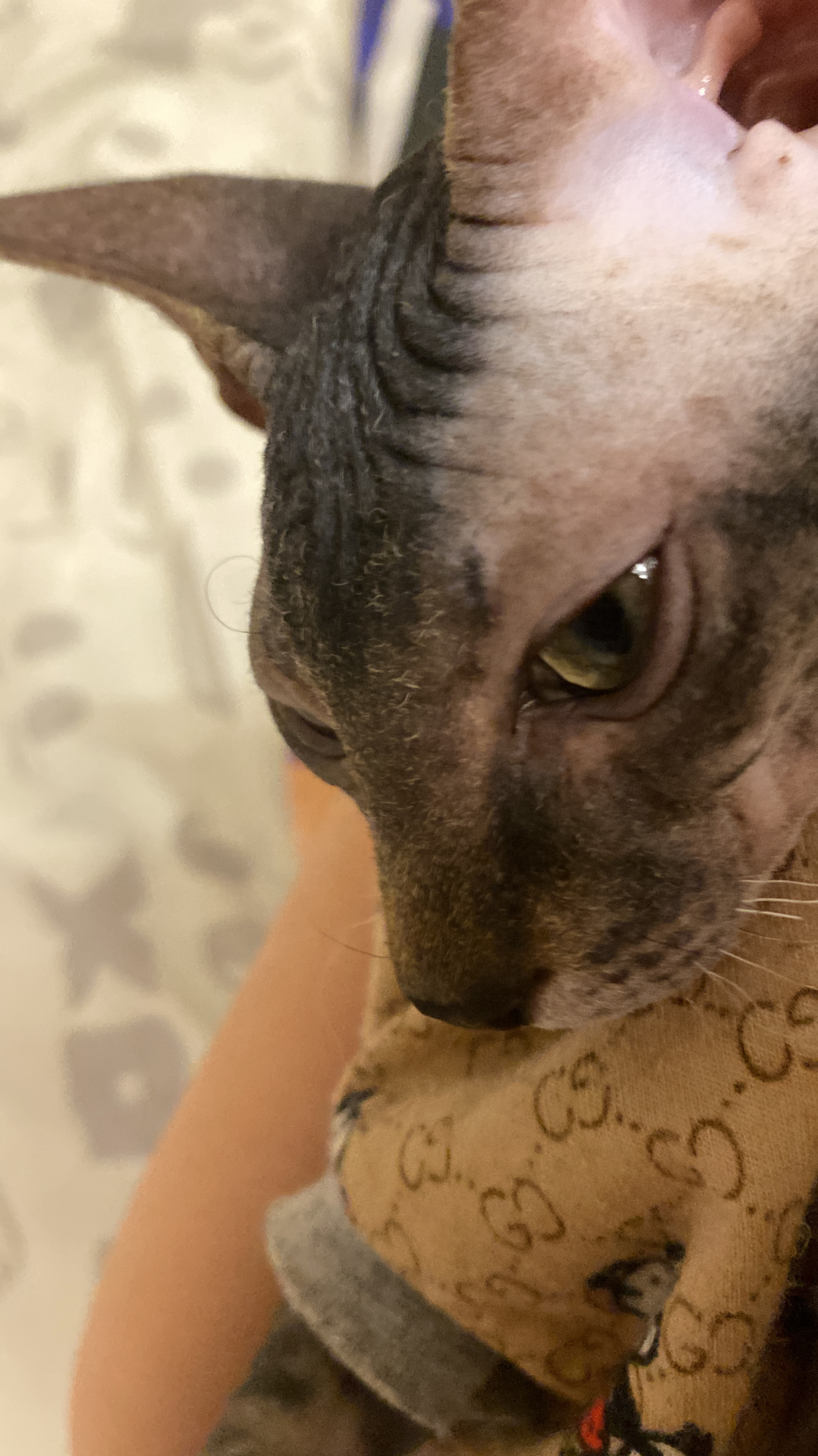 Мой кот 🐈🐈⬛