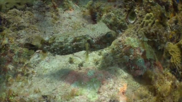 Little Cayman Dive Trip 2014 смотреть онлайн