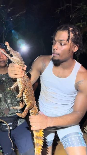 The Dwarf CAIMAN in Peru #reptiles #animals #amazonjungle #caiman смотреть онлайн