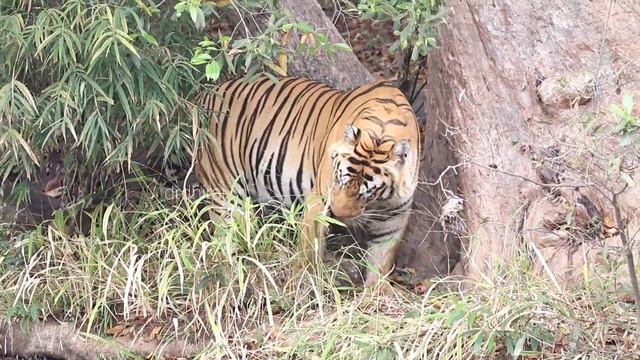 panthera tigris, February 2023. смотреть онлайн