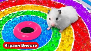 Разноцветный лабиринт для Хомяка ! Выбираемся из лабиринта с ловушками ! Видео для детей