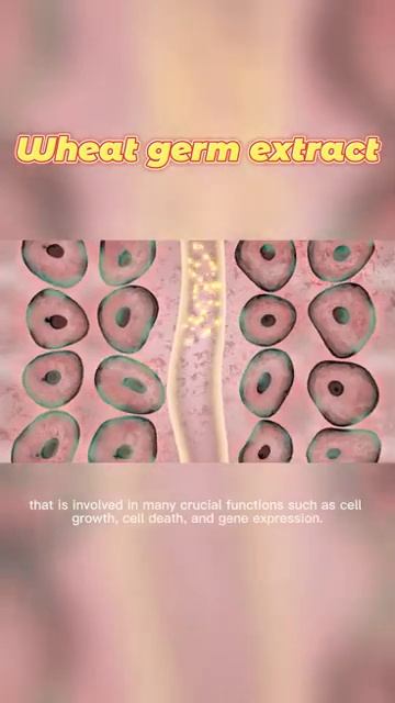 Spermidine-rich wheat germ extract : nature’s answer to better health смотреть онлайн