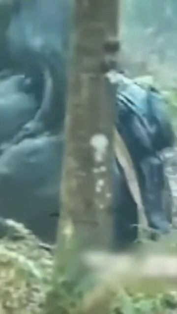 Bear attacked a horse with a rider смотреть онлайн
