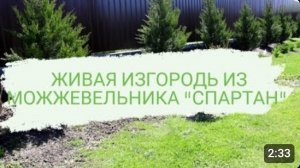 ЖИВАЯ ИЗГОРОДЬ ИЗ МОЖЖЕВЕЛЬНИКА «СПАРТАН»
