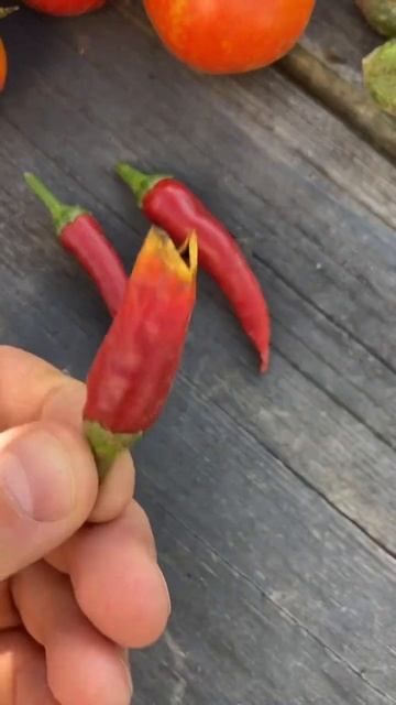 🌶 Перец кусь))! смотреть онлайн