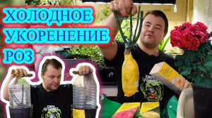 ХОЛОДНОЕ УКОРЕНЕНИЕ РОЗ или как сохранить саженцы из коробки до высадки в открытый грунт.