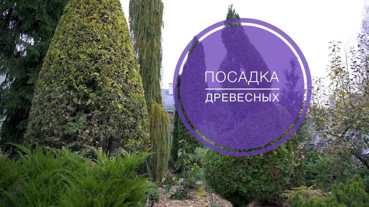 КАК САЖАТЬ ДРЕВЕСНЫЕ РАСТЕНИЯ смотреть онлайн