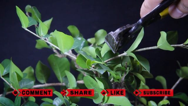 Acerola - Malpighia emarginata: Bonsai SP смотреть онлайн
